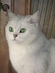 Аватара пользователя